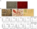 CD29 (Integrin beta 1) Antibody in Flow Cytometry (Flow)