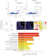 Endomucin Antibody in Flow Cytometry (Flow)