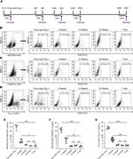 CD90.2 (Thy-1.2) Antibody in Flow Cytometry (Flow)