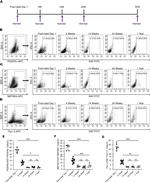 Ki-67 Antibody in Flow Cytometry (Flow)