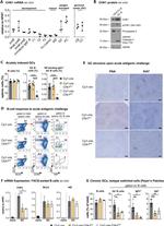 IgA Antibody in Flow Cytometry (Flow)