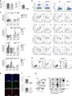 CD45RB Antibody in Flow Cytometry (Flow)