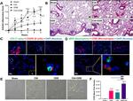 CD45R (B220) Antibody in Immunohistochemistry (IHC)