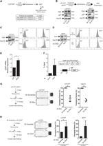 CD47 Antibody in Flow Cytometry (Flow)