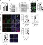 IRF3 Antibody in Western Blot (WB)