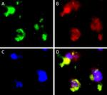 SIGLEC15 Antibody in Immunocytochemistry (ICC/IF)