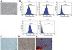 CD73 Antibody in Flow Cytometry (Flow)