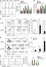 Phospho-STAT6 (Tyr641) Antibody in Flow Cytometry (Flow)