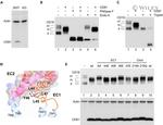 V5 Tag Antibody in Western Blot (WB)