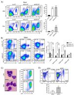 CD86 (B7-2) Antibody in Flow Cytometry (Flow)