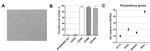 CD90 (Thy-1) Antibody in Flow Cytometry (Flow)