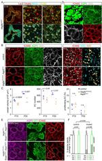 CD324 (E-Cadherin) Antibody in Immunocytochemistry (ICC/IF)