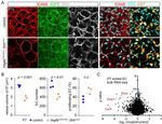 Ki-67 Antibody in Immunocytochemistry (ICC/IF)