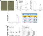 CD146 Antibody in Flow Cytometry (Flow)