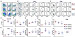 FOXP3 Antibody in Flow Cytometry (Flow)