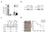 CD196 (CCR6) Antibody in Western Blot (WB)