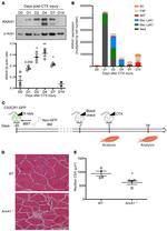 Annexin A1 Antibody in Western Blot (WB)