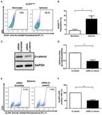 beta Catenin Antibody in Western Blot (WB)