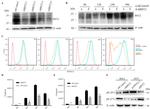 CD317 (BST2, PDCA-1) Antibody in Flow Cytometry (Flow)