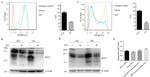 CD317 (BST2, PDCA-1) Antibody in Flow Cytometry (Flow)