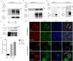 CD317 (BST2, PDCA-1) Antibody in Flow Cytometry (Flow)