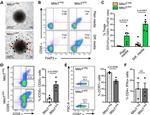 FOXP3 Antibody in Flow Cytometry (Flow)