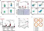 FOXP3 Antibody in Immunohistochemistry, Immunohistochemistry (Paraffin) (IHC, IHC (P))