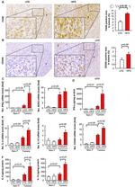 F4/80 Antibody in Immunohistochemistry (IHC)