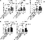 CD8 Antibody in Immunohistochemistry (IHC)
