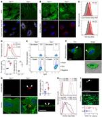 F4/80 Antibody in Immunocytochemistry (ICC/IF)