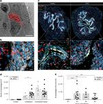 F4/80 Antibody in Immunohistochemistry (IHC)