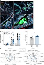 F4/80 Antibody in Immunohistochemistry (Frozen), Immunohistochemistry (PFA fixed) (IHC (F), IHC (PFA))