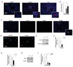 P2Y12 Antibody in Western Blot, Immunocytochemistry, Immunohistochemistry (WB, ICC/IF, IHC)