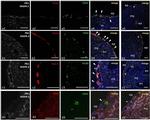 F4/80 Antibody in Immunohistochemistry (IHC)