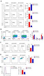 EOMES Antibody in Flow Cytometry (Flow)