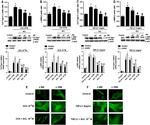 Collagen I Antibody in Western Blot (WB)