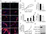 MYOD Antibody in Immunohistochemistry (Frozen) (IHC (F))