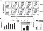 beta Actin Loading Control Antibody in Western Blot (WB)