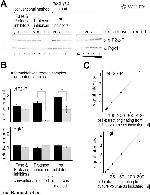 PGK1 Antibody in Western Blot (WB)