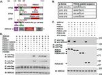 SERCA2 ATPase Antibody in Western Blot (WB)