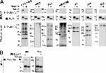 O-linked N-acetylglucosamine (O-GlcNAc) Antibody in Western Blot (WB)