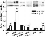 Phospho-IRE1 alpha (Ser724) Antibody in Western Blot (WB)