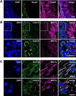 MTCO1 Antibody in Immunocytochemistry (ICC/IF)