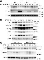 IRAK4 Antibody in Western Blot (WB)