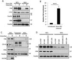 CD63 Antibody in Western Blot (WB)