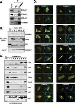 Cullin 2 Antibody in Western Blot (WB)