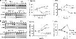 IL-1RAcP Antibody in Western Blot (WB)