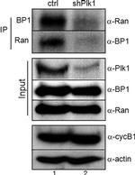 PLK1 Antibody in Western Blot (WB)