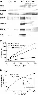 CACNA2D1 Antibody in Western Blot (WB)