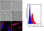 CD14 Antibody in Flow Cytometry (Flow)